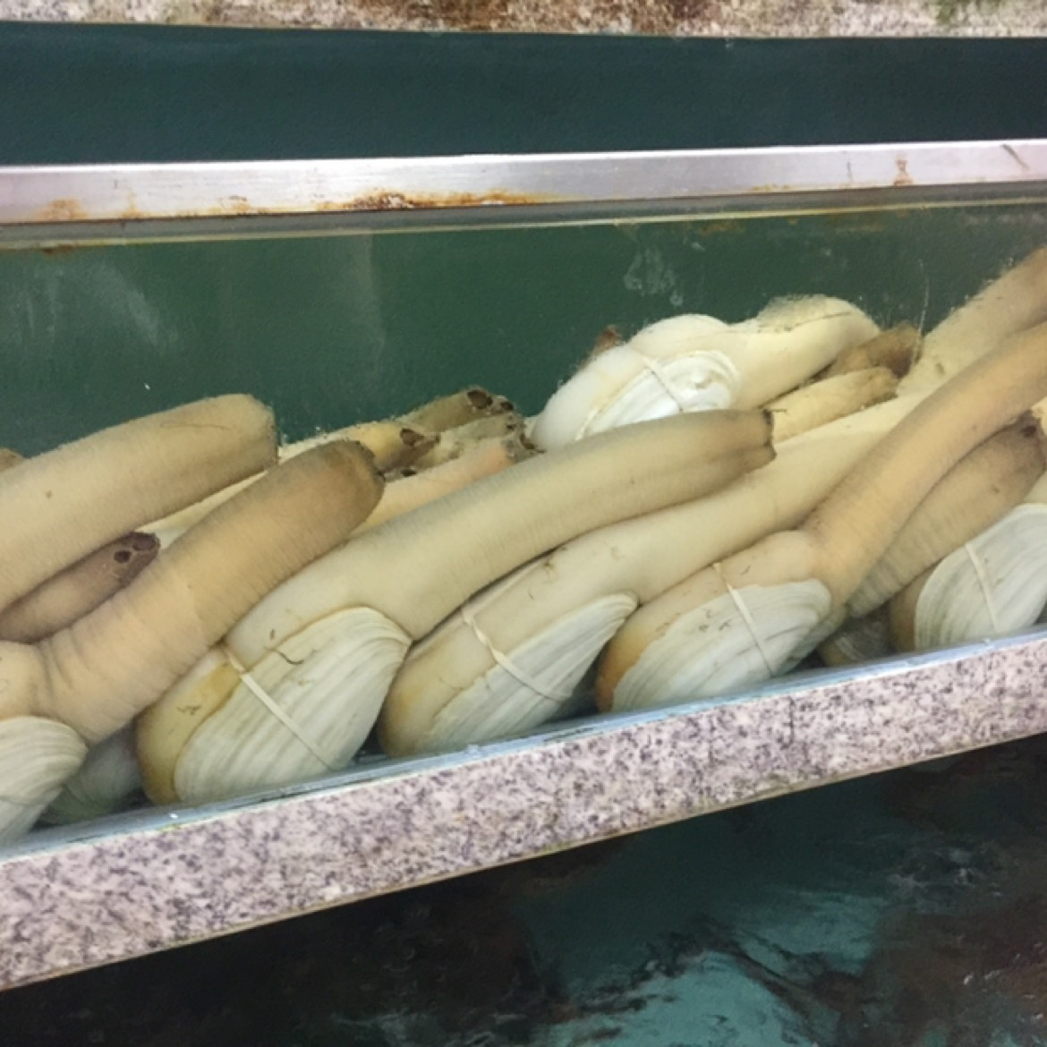 长沙鲜活加州蚌加洲蚌象拔蚌海鲜水产干蚌蚌朝鲜蚌质量保证坏单包赔