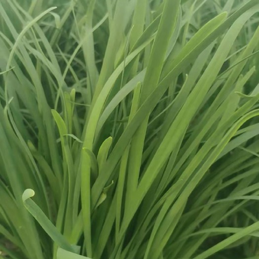 泰兴市韭菜