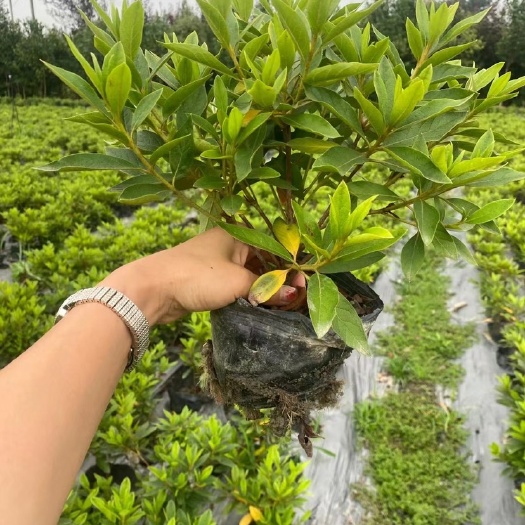 成都毛杜鹃