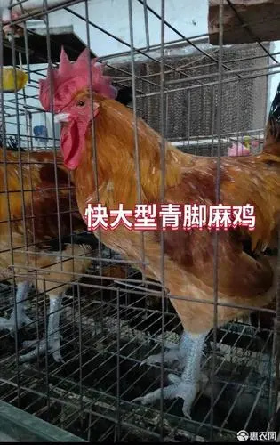 南宁青脚麻鸡苗
