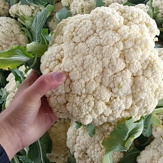 博爱县精品有机菜花，精品松花白花基地直发