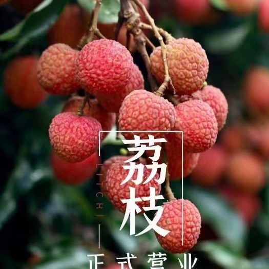廉江市精品白糖罂荔枝  妃子笑荔枝 桂香新品种定制包装一件代发