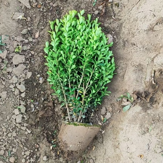 菏泽瓜子黄杨小叶黄样小毛球高度30-40-50有货高品质