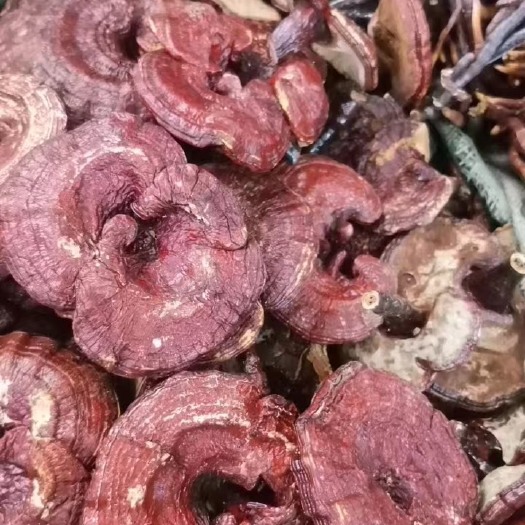 灵芝红灵芝赤灵芝产地直发没有中间商可免费磨粉可泡酒泡水