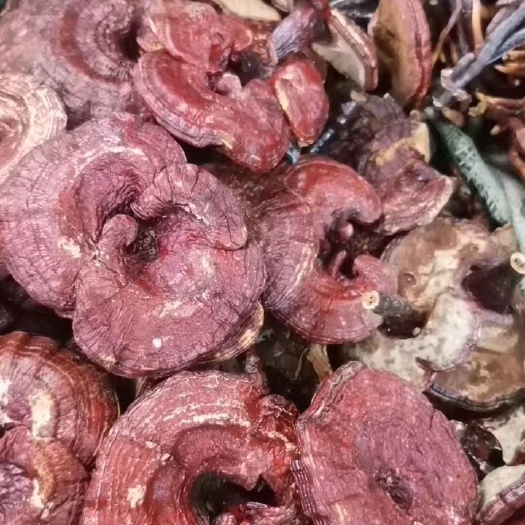 成都灵芝红灵芝赤灵芝产地直发没有中间商可免费磨粉可泡酒泡水