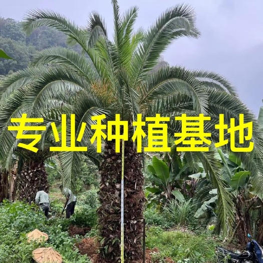 漳州加拿利海枣批发 加拿利海枣树价格 杆高20-4米海枣头供应