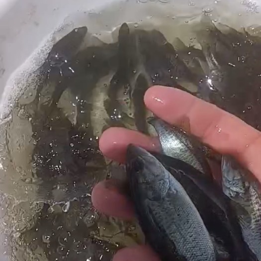 诏安县加州鲈鱼苗淡水已驯化吃大料