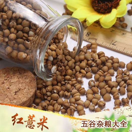 临沂批发红薏米现货供应小粒红薏仁米薏米熬粥五谷杂粮
