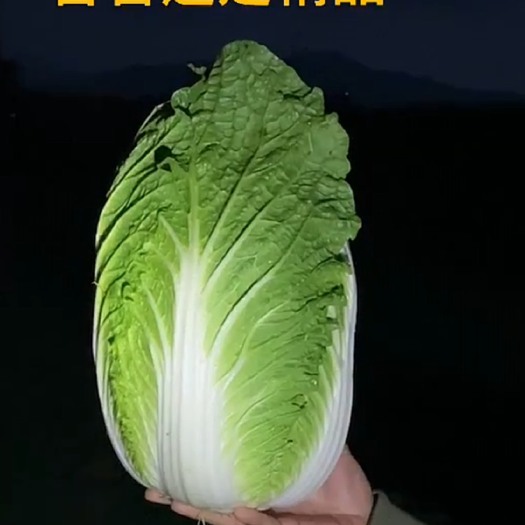 葫芦岛黄心白菜，大量有货需要你就来，质量信誉第一！