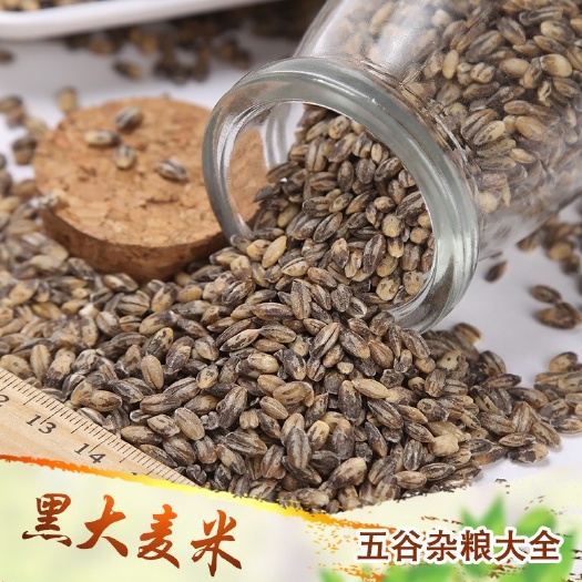 批发黑大麦米现货供应熬粥食品加工原料黑大麦仁黑麦仁