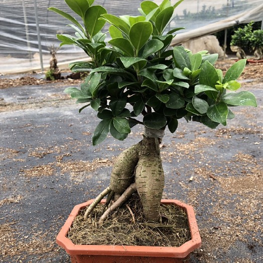 漳州人参榕地瓜榕绿植盆栽