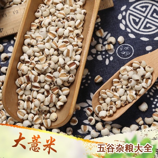 批发大薏米薏仁米大粒薏米苡仁现货供应五谷杂粮