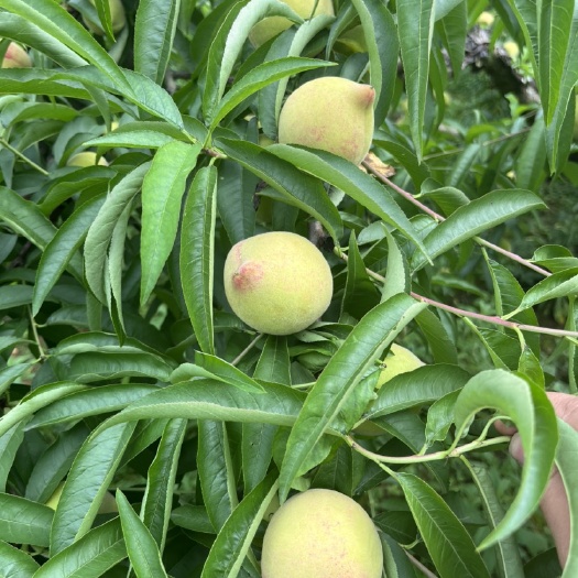 血丝桃