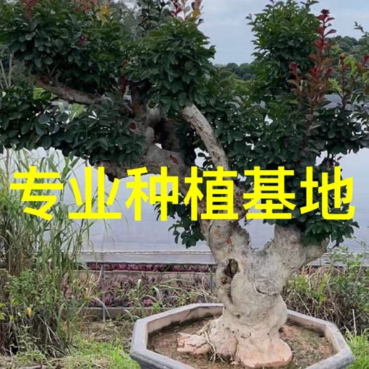 漳州福建紫薇桩出售 紫薇桩景 紫薇古桩 紫薇老桩 紫薇树桩价格