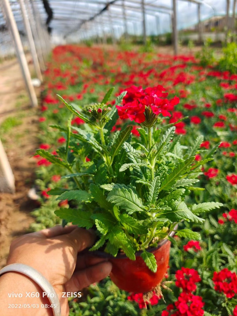 草花美女樱