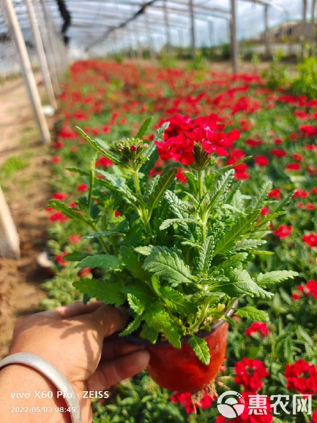 草花美女樱