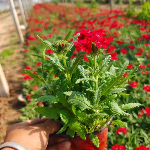 草花美女樱