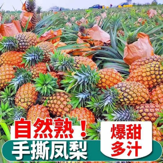 澄迈县海南金钻手撕凤梨新鲜甘甜现摘包邮 一件代发 货源稳定