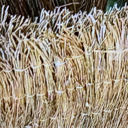 内黄县金蝉枝