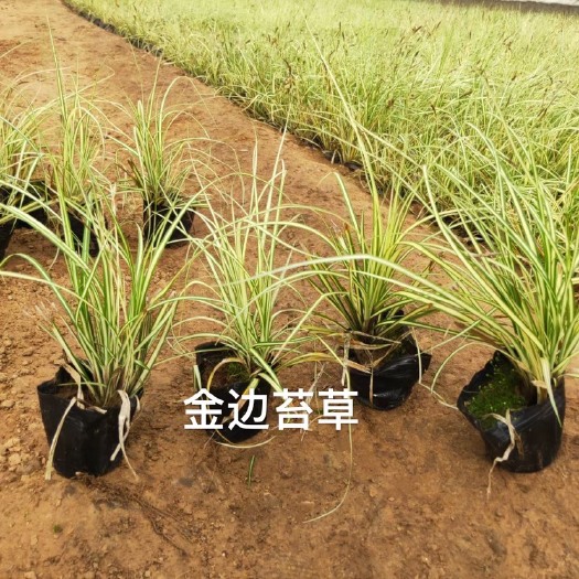 金边苔草