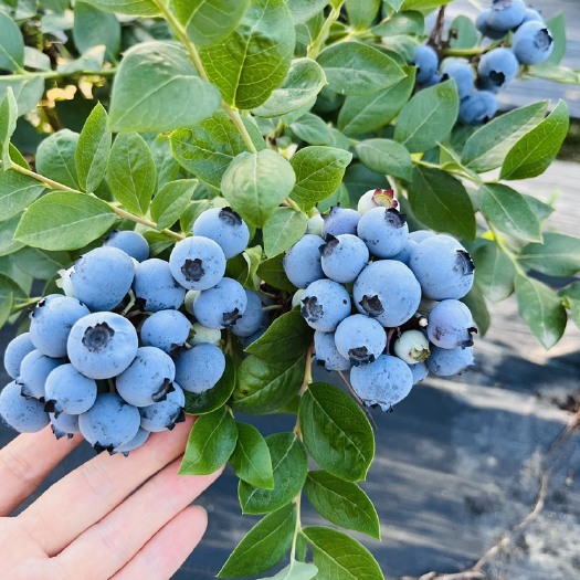 浙江嘉兴 薄雾蓝莓大果