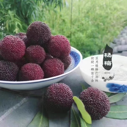 蘇州蘇州東山烏紫楊梅