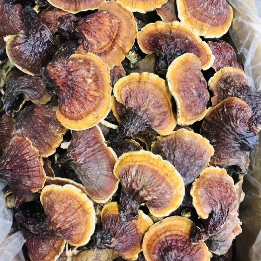 广州长白山灵芝