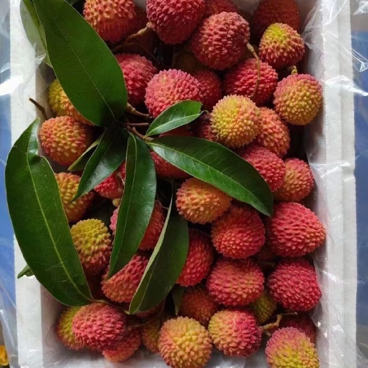 灵山县荔枝新鲜桂味妃子笑白蜡黑叶荔枝王顺丰冷链空运一件代发包邮
