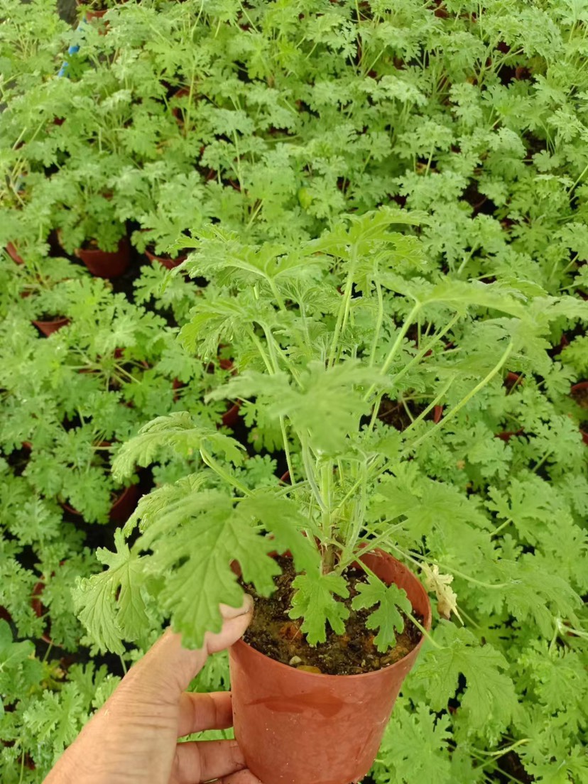 广州驱蚊草盆栽