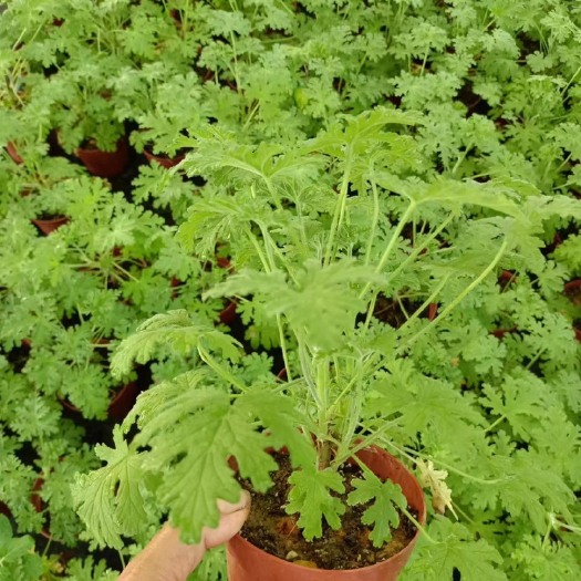广州驱蚊草盆栽