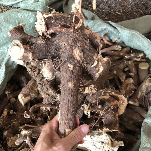 玉林了哥王根中药材了歌王根带皮500克包邮 雀仔麻九信草山豆了地