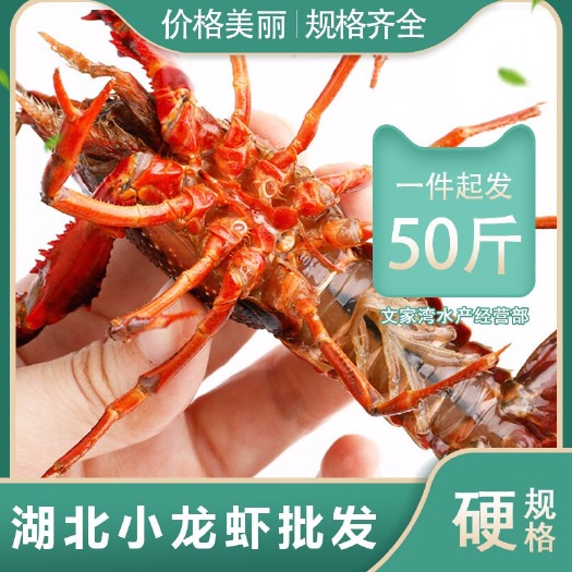 监利市湖北潜江 鲜活小龙虾批发，只只挑精选，全国包邮