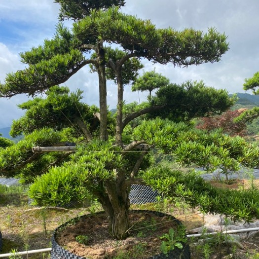 漳平市精品罗汉松  盆景雀 庭院 别墅 造型