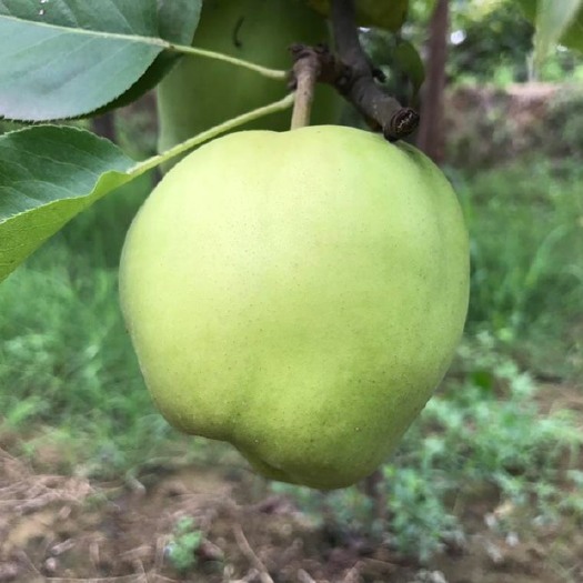 早熟早酥梨，脆甜多汁，果肉细嫩无渣，一件代发，