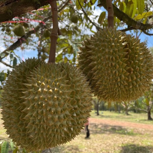 莱西市精品金枕榴莲  量大从优