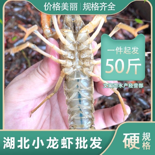 监利市湖北小龙虾批发，一手货源，全部硬规格