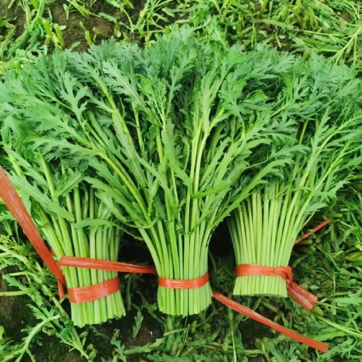 天镇县山西优质茼蒿皇帝菜