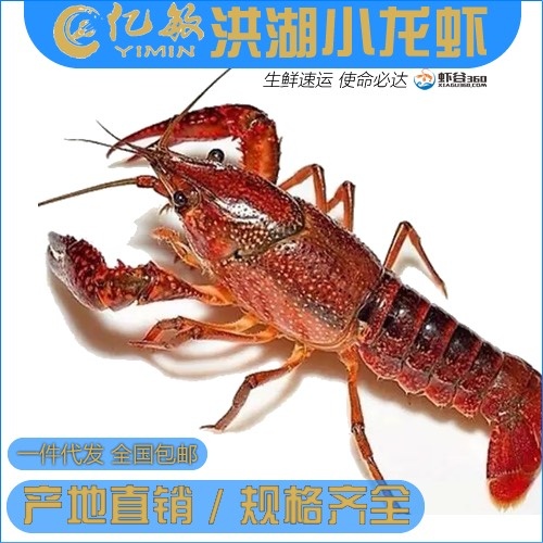 洪湖清水小龙虾 红虾