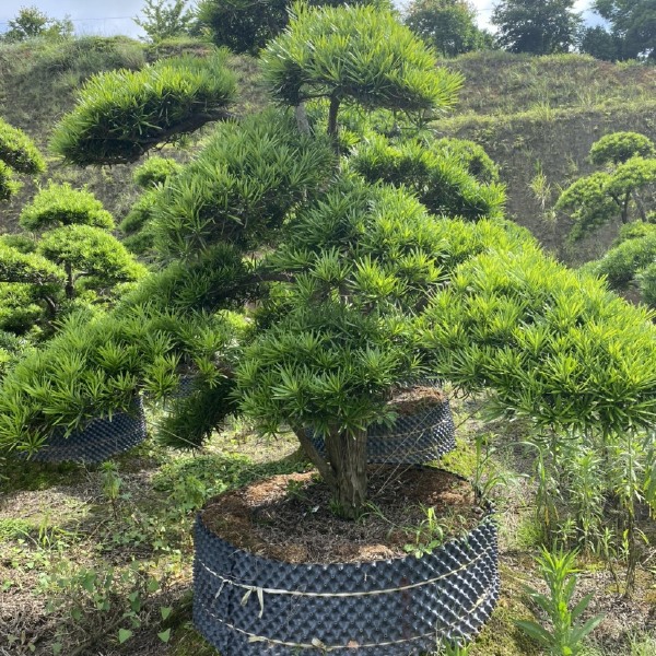 精品罗汉松  盆景雀 庭院 别墅 造型