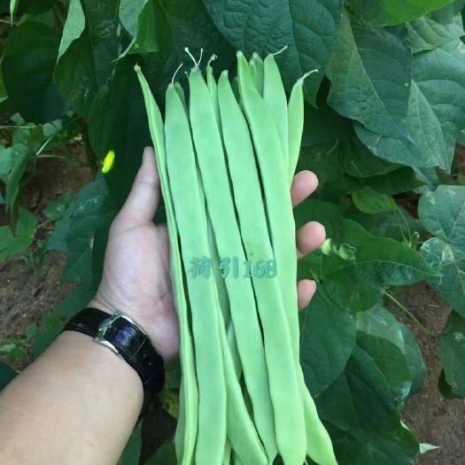 荷引168三扁扁豆种子芸豆种子四季豆春秋架豆