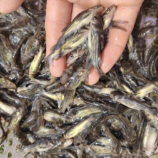 荆州杂交黄颡鱼苗，驯化开口鲈鱼苗