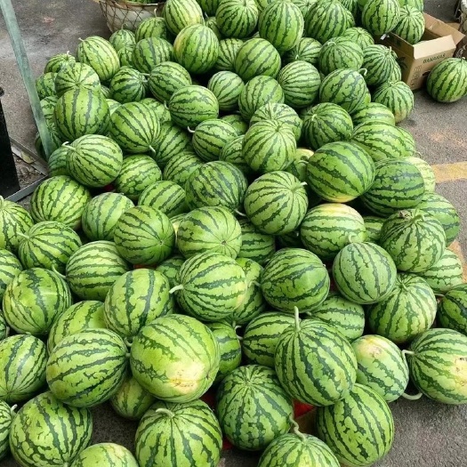 美都西瓜产地直摘