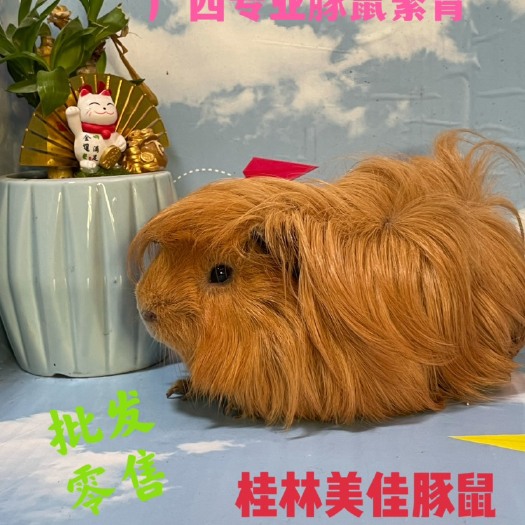 桂林逆毛荷兰猪/宠物荷兰猪苗