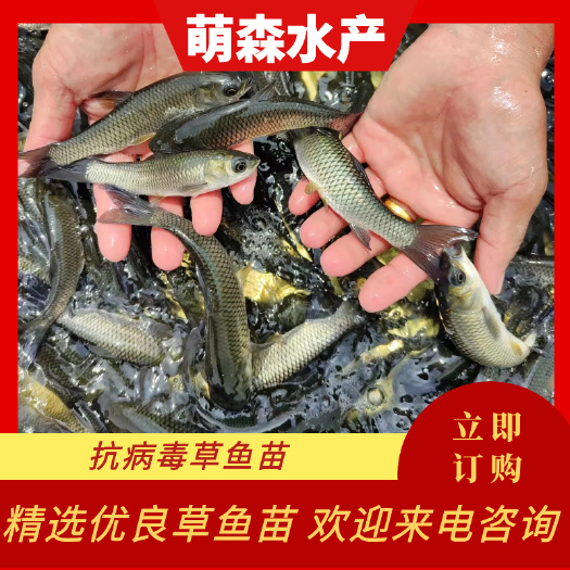 南宁草鱼苗  已打疫苗   产地直销  快大好养