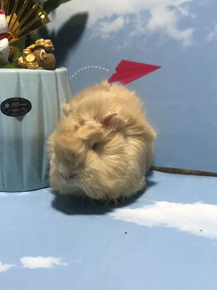 逆毛荷兰猪/宠物荷兰猪苗