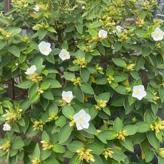 潮州巴西牡丹（白花）
