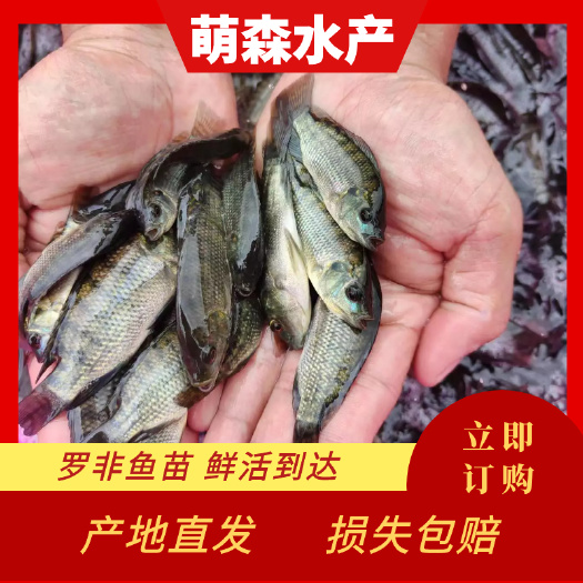 南宁罗非鱼苗 抗病力强 快大好养  养殖周期短