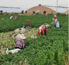 高密市羽衣甘蓝