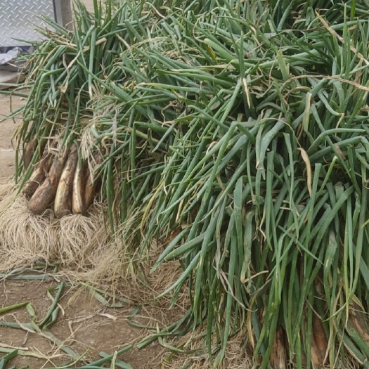 海原县旱地红葱，鸡大腿葱，千亩田存货量，需要的老板和我联系！