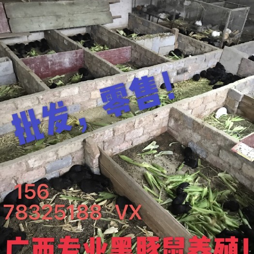 桂林荷兰鼠  出售黑豚兔，荷兰猪